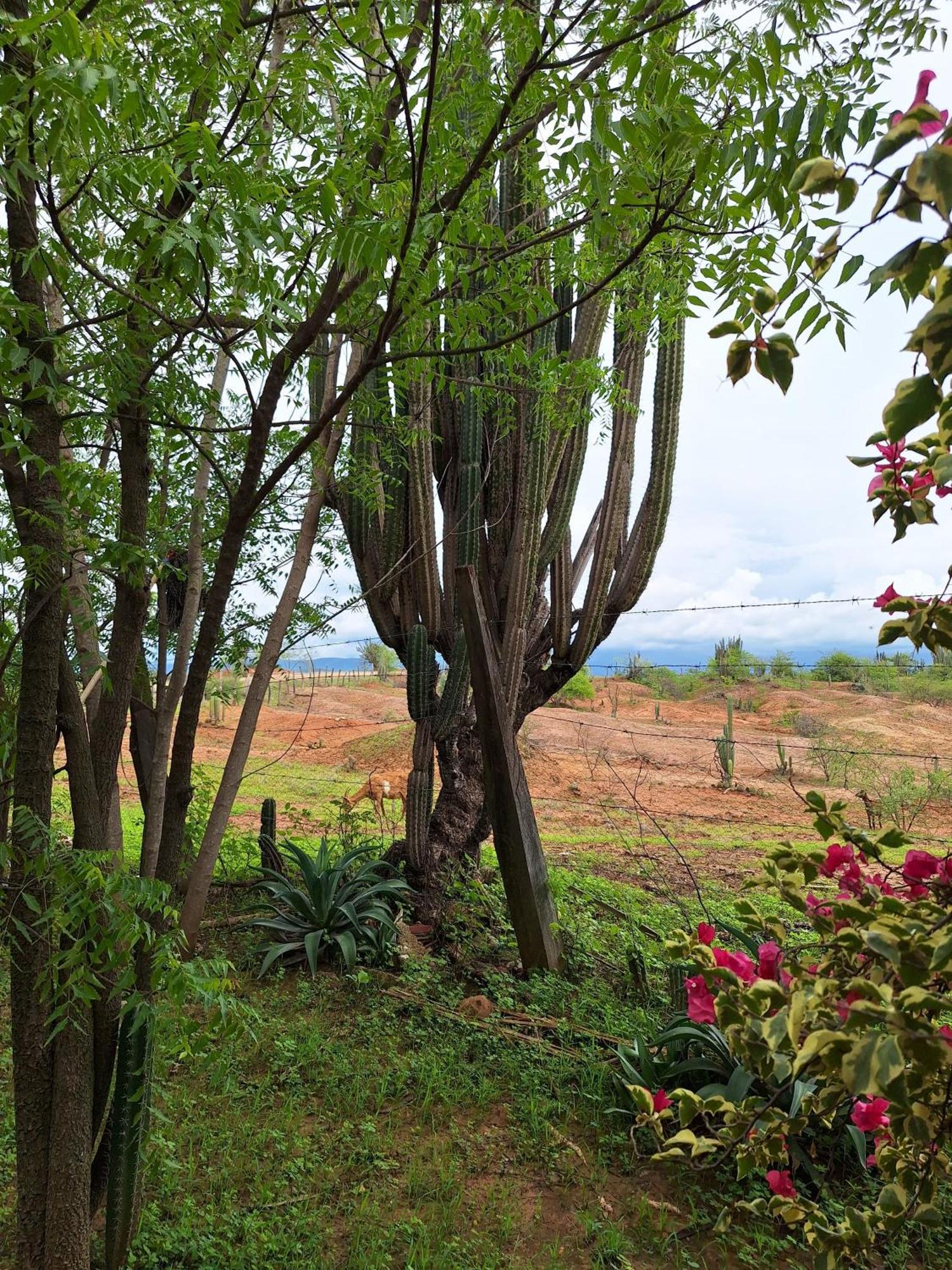 Alojamiento Casa De Campo Los Cactus Villavieja Εξωτερικό φωτογραφία